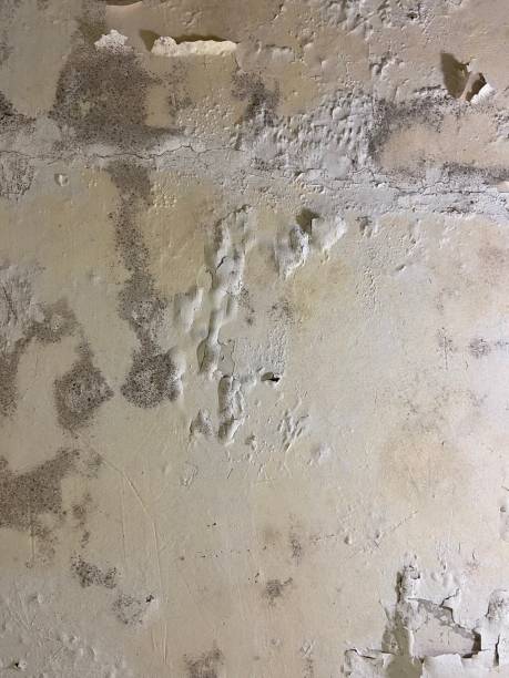 Best Industrial Mold Remediation in Sa Conejo, CA